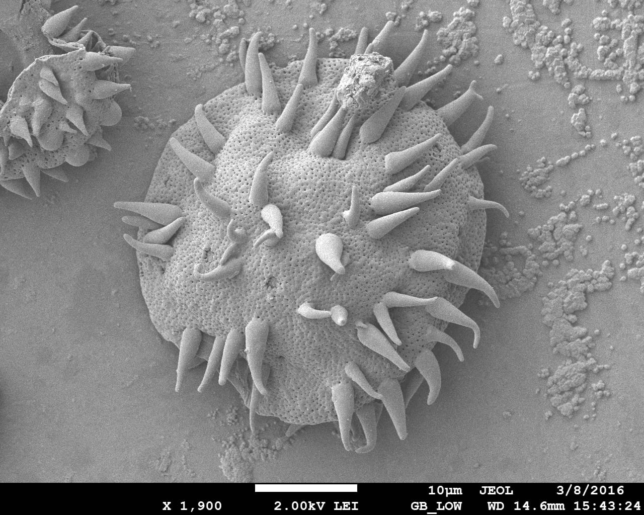 Scanning Electron Microscope